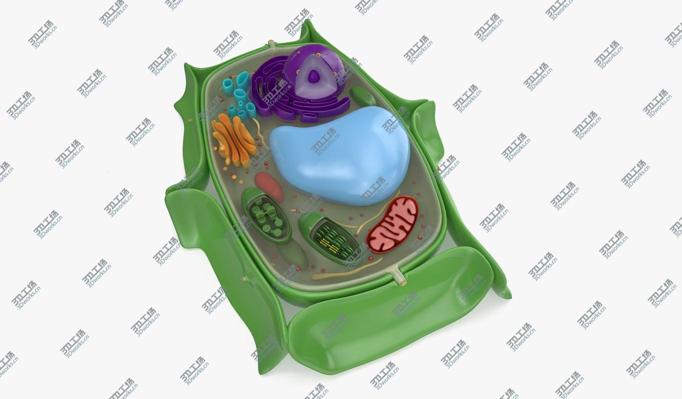 images/goods_img/2021040231/Plant Cell model/2.jpg